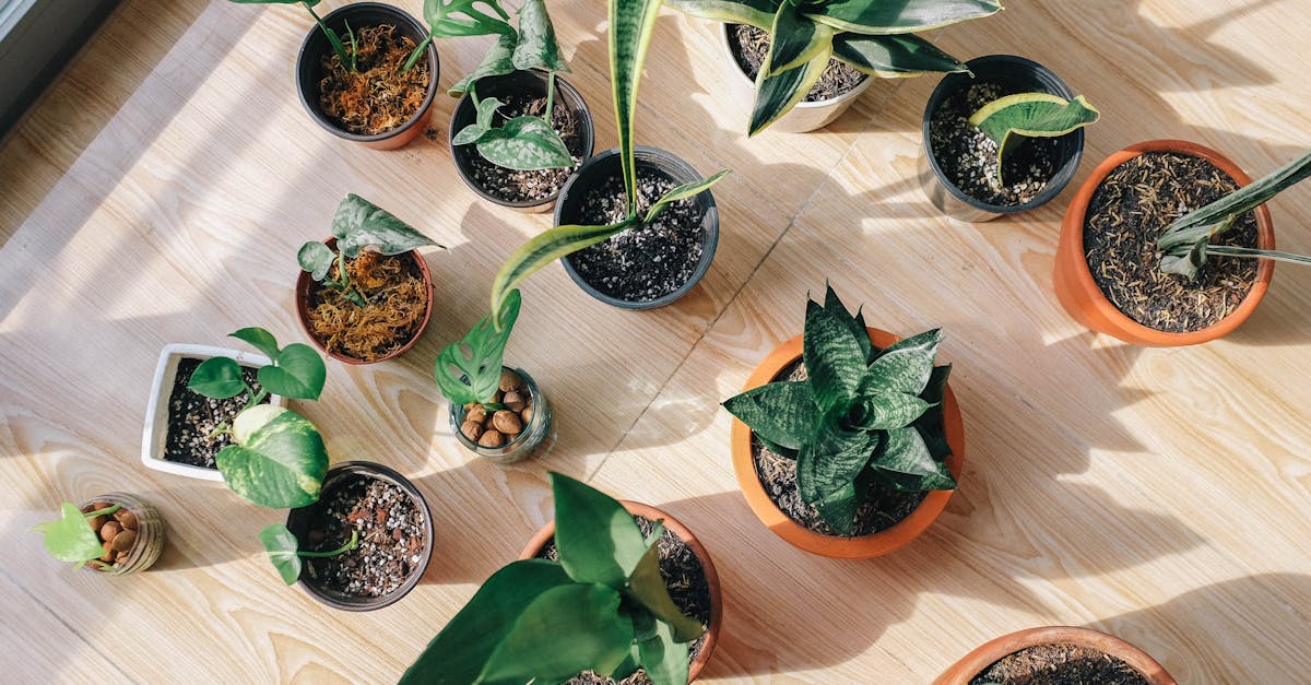 indoor-plants Comment choisir des plantes d'intérieur adaptées à votre espace ?
